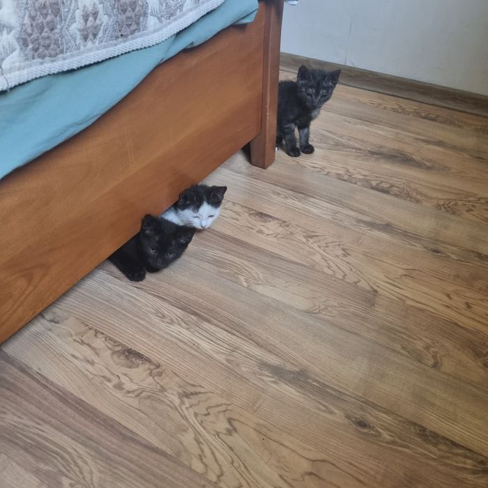Котята Алматы. 3 сладких жёпы