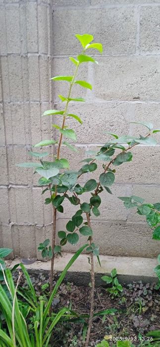 Продам саженцы Жасмина