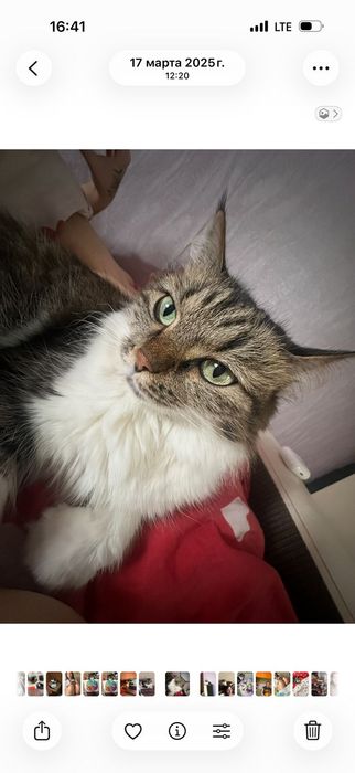Потерялась кошка