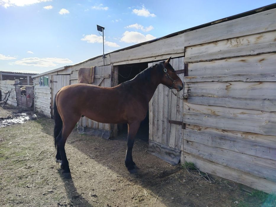 Продам жеребец 4 года.