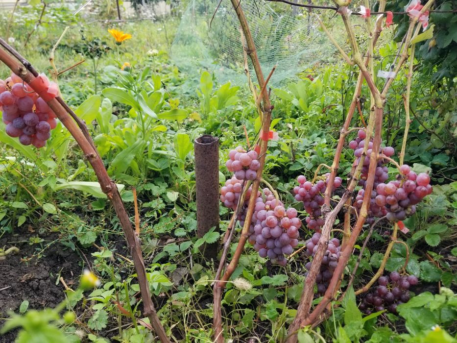 Продам чибуки черенки местного винограда
