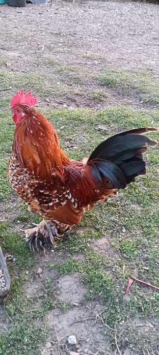 Vând 2 perechi de mii de florii la 125 lei/buc.