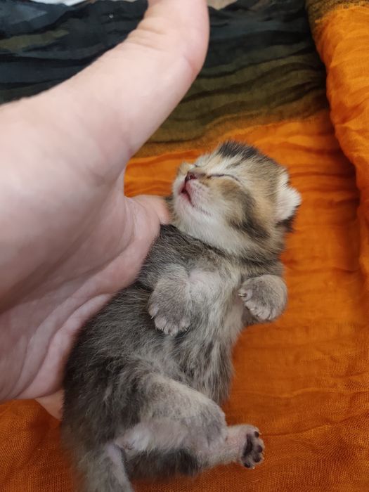 Бесподобные котята Манчкины