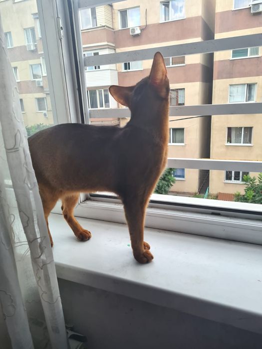 Кот, кастрирован, с документами