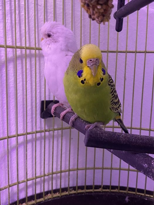 Vând papagali rasa Peruși