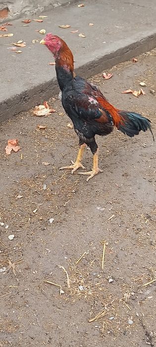 Хурозлар сотилади