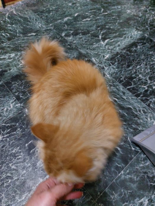 Отдам кошку ч хорошие руки.