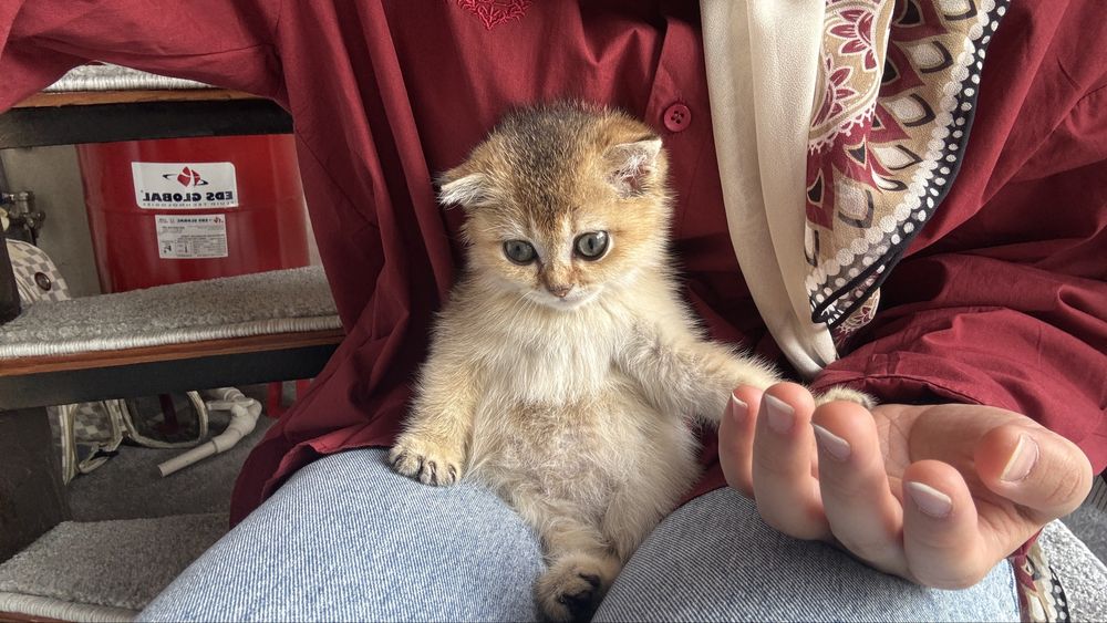 Кошка scottish shinshilla
