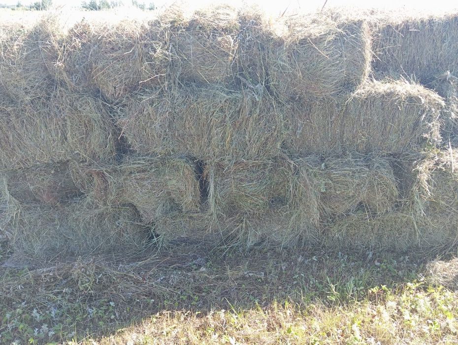 Продам  Сено этого года