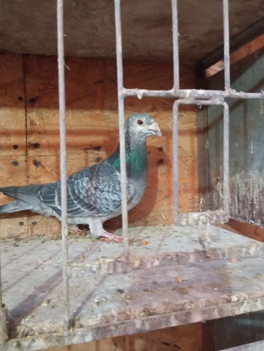 PORUMBEI voiajori sport