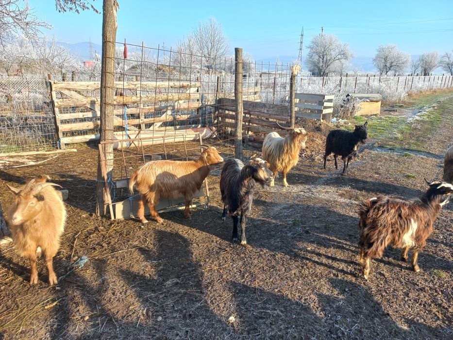 Vând  9  capre  cu 9  iezi