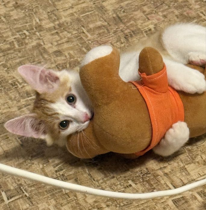 Отдам котенка в добрые руки