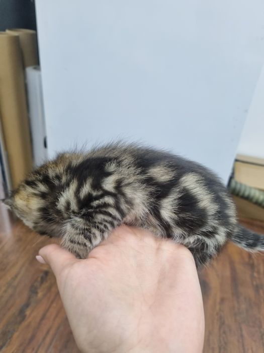 Отдам котят бесплатно в хорошие руки.