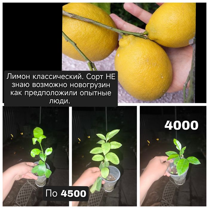 Бoльшой выбор комнатных растений.
