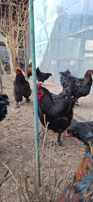 Продаю Петухов Брамма