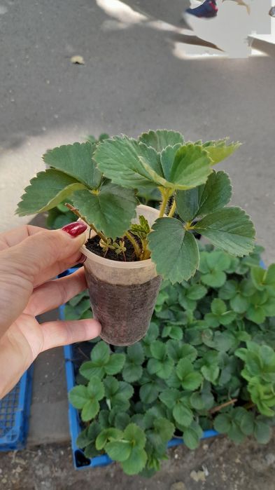 Продам рассаду клубники