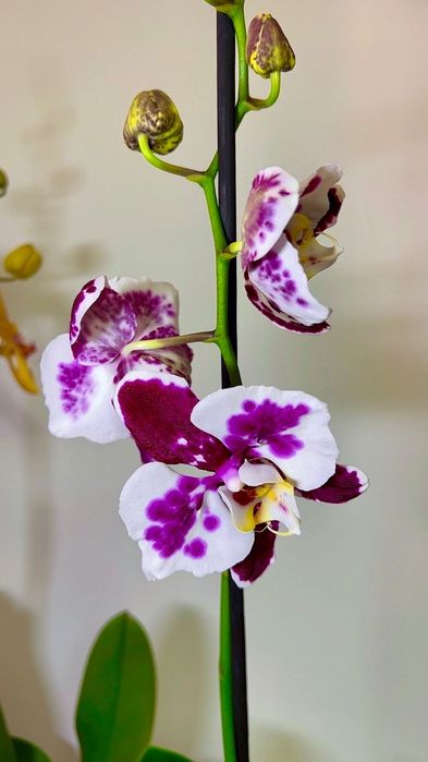 Орхидеи Голландия  70 см