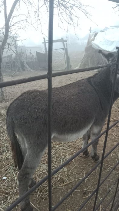 Ешек сатамын жас озы буаз бырыншы тума жагдай жаксы