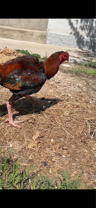 Сентябрскии петушок продаётся