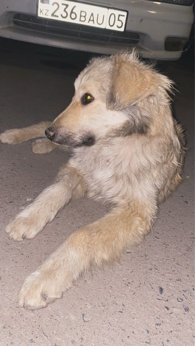 Отдадим мальчика в добрые руки