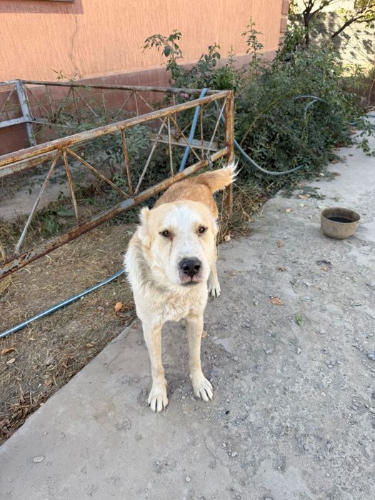 Ит сатылады 1.5 жарым жасар