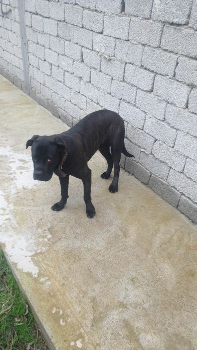 Кане корсо тигровый пародистый кабель привит 8 месячный