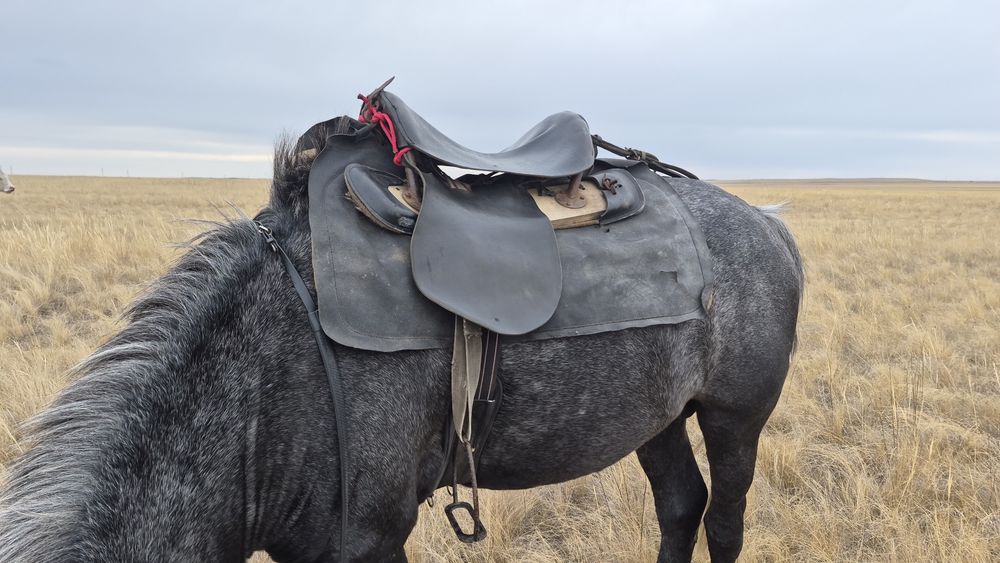 Продам кавалерийское седло