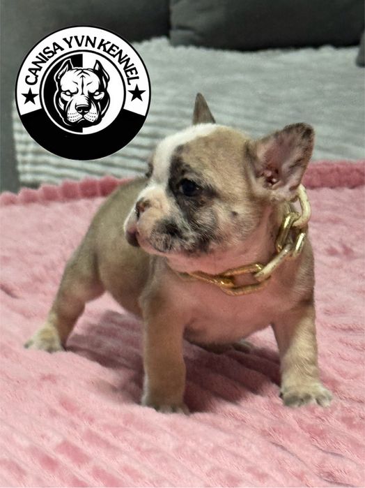 Mascul buldog francez lilac merle