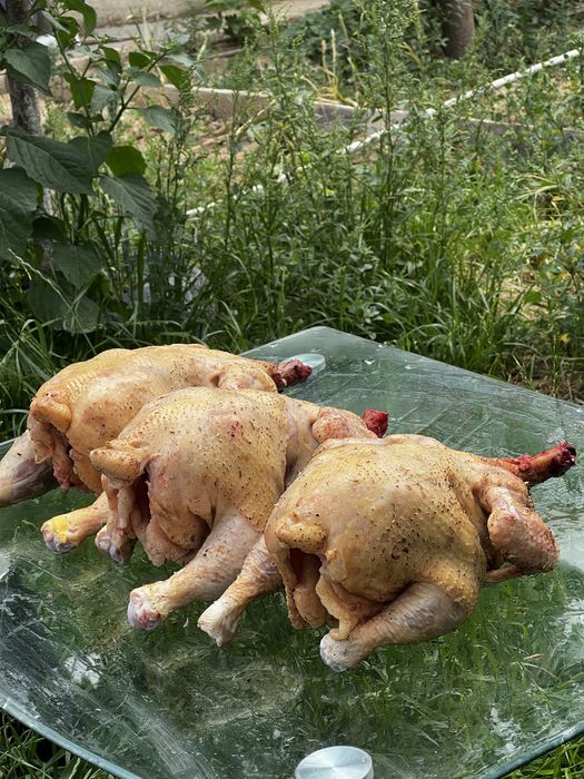 Домашние Курица проадется Мясо