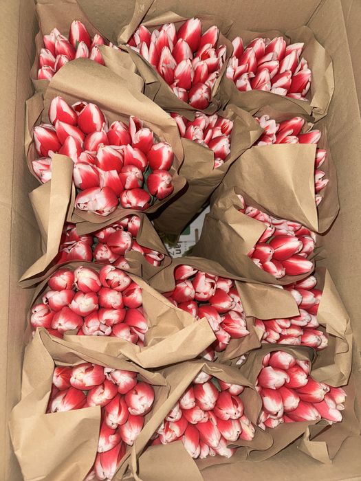 Тюльпан оптом белорусский