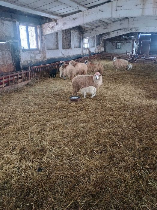 Vând 12  oi , 7 cu miei
