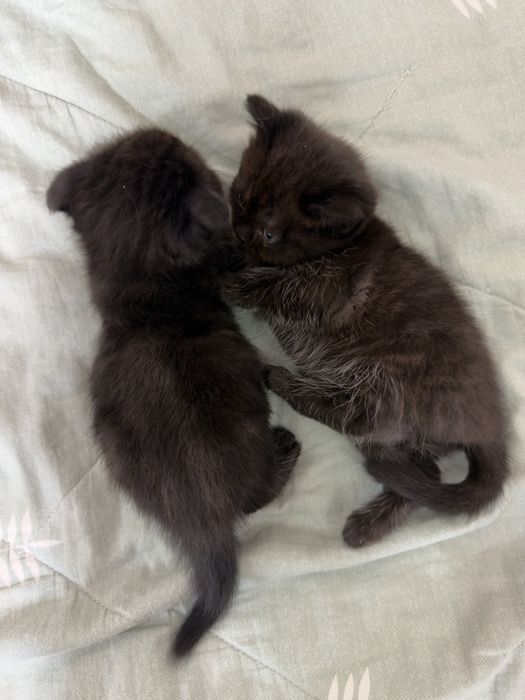 Продаются котята