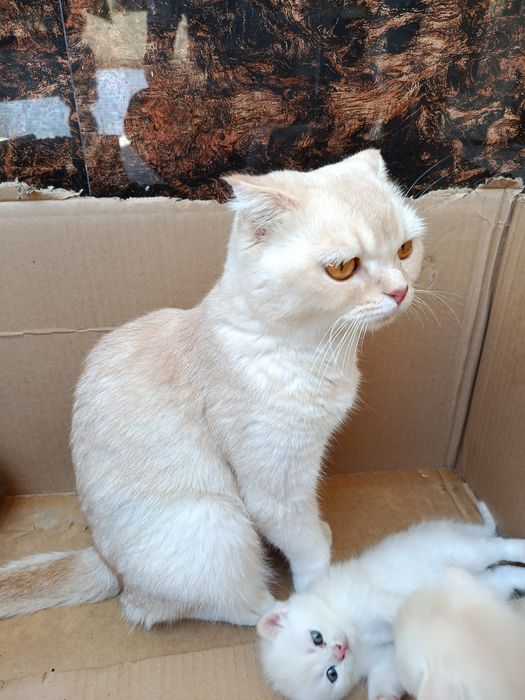 Котята Скоттиш фолд