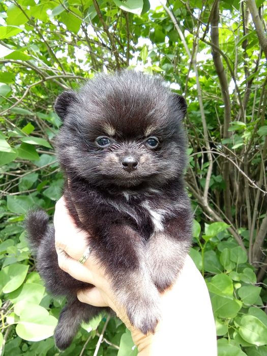 Шпицы черно подпалый окрас