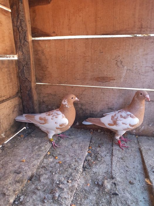 Vând pereche meulemans
