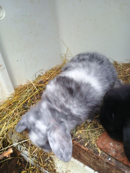 Perechi sau femele pui și maturi