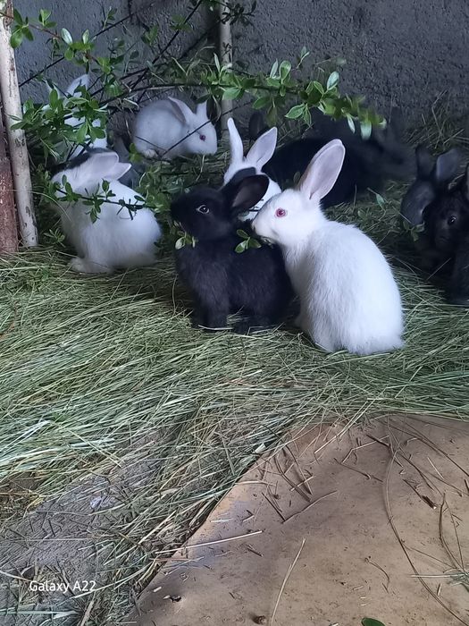 Продаются крольчата