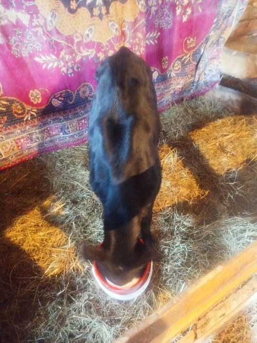 Продам теленка, тёлочку