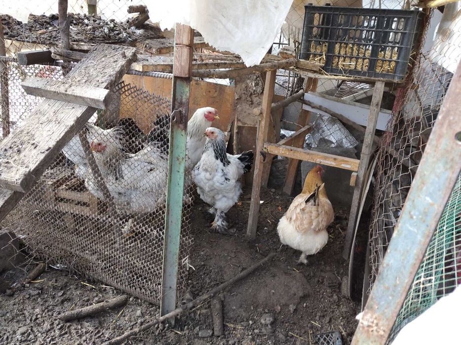 Продам петухов и кур