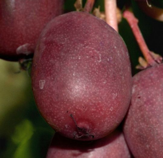 Kiwi La Ghiveci (Ken's Red )