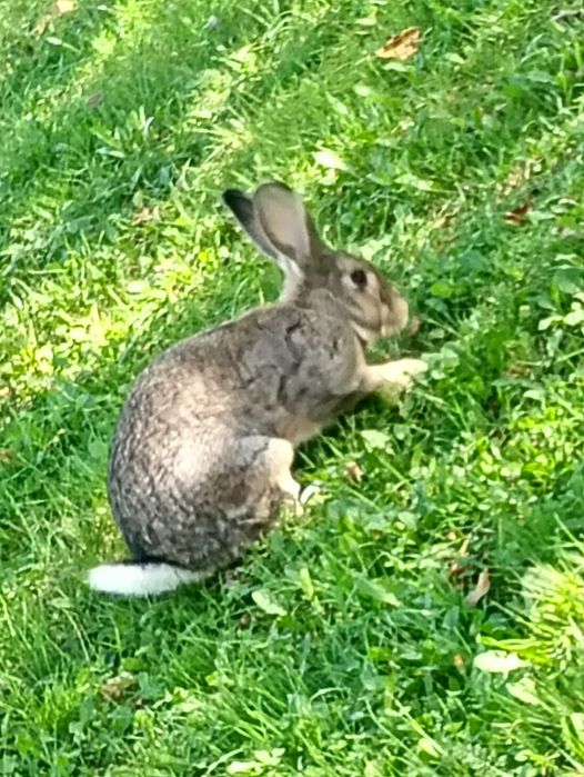 Vand 7 pui de iepure, 2 ieouroi ,o iepurita si 2 gaini brahma columbia