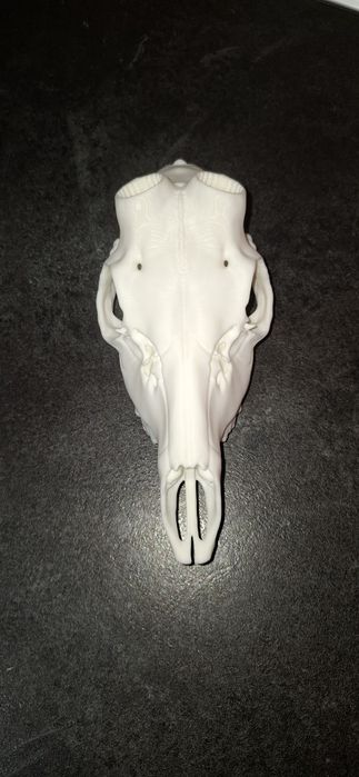 Cap căprior 3d craniu