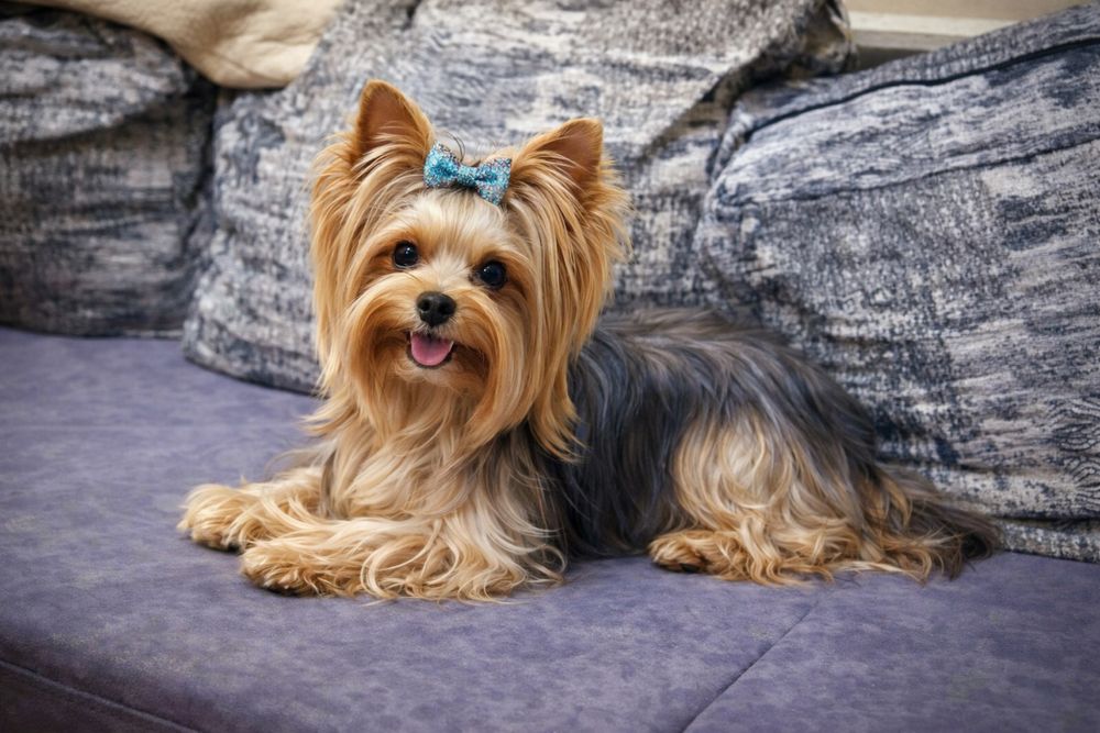 Йоркширски териер момиче