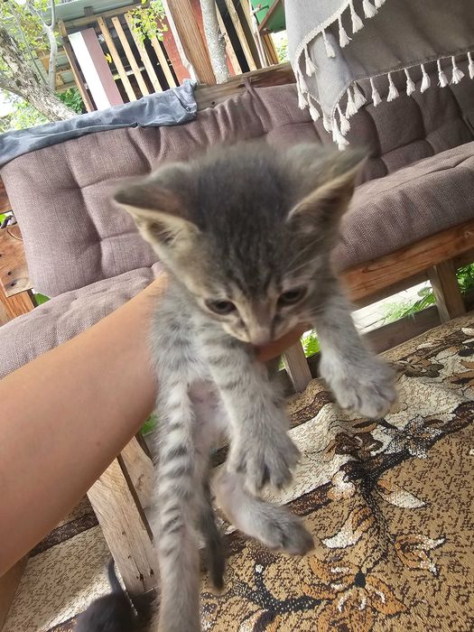 Отдам кошку и котят
