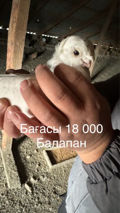 Голубь(кептер)