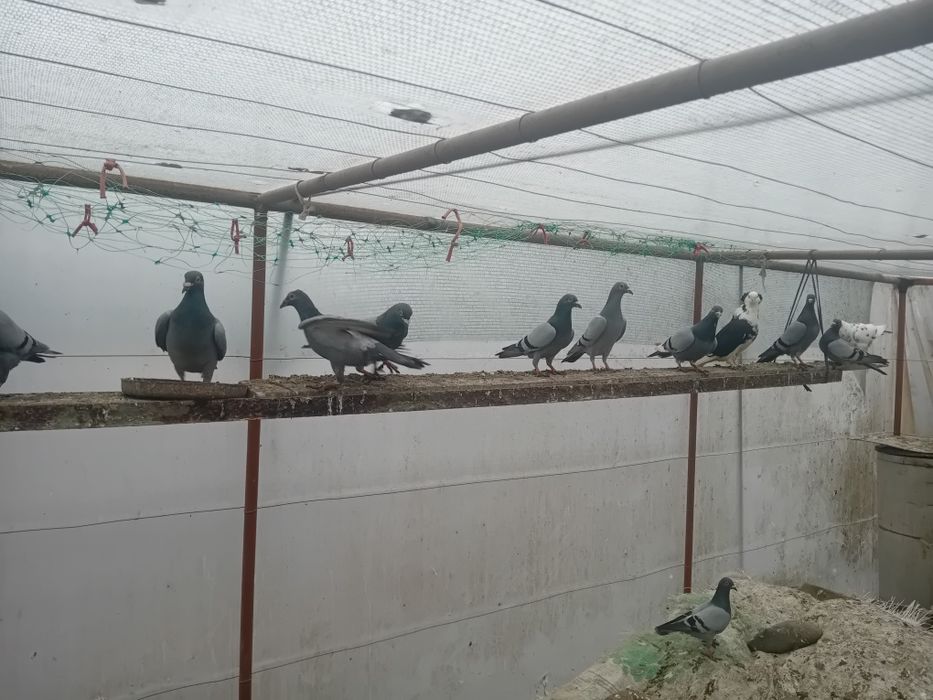 Пощенски гълъби на символични цени