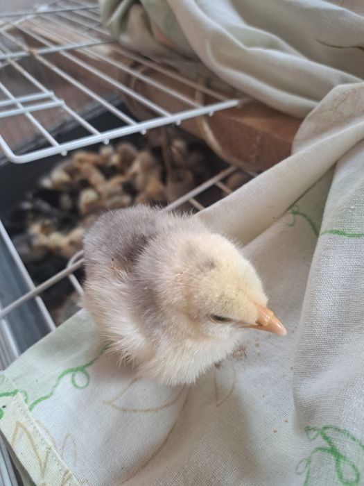 Pui cochinchina urias