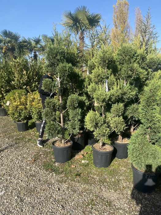 Pom pon leylandi etc