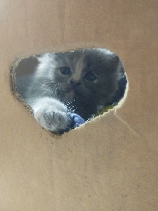 Продам котёнка 2000