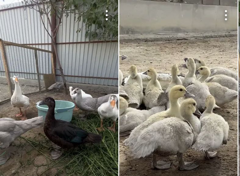 Индаутка окрас лаванда изумруд